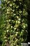 HEDERA helix 'Goldheart' FF PALIS C4L
