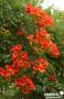 CAMPSIS tagliabuana 'Madame Galen' FF PALIS C4L