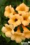 CAMPSIS radicans 'Flava' FF PALIS C4L