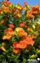 CAMPSIS grandiflora FF PALIS C4L