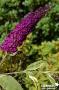 BUDDLEJA davidii 'Harlequin' FF C4.5L