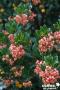 ARBUTUS unedo 'Rubra' FF C4.5L