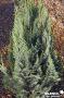 CHAMAECYPARIS lawsoniana 'White Spot' FF C4.5L
