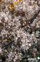 AMELANCHIER lamarckii FF C4.5L