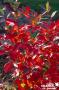 ARONIA arbutifolia Brilliant FF C4.5L