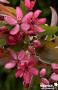 MALUS 'Diable Rouge' FF C10L