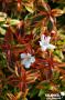 ABELIA grandiflora 'Kaleidoscope' COV C10L