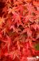 ACER palmatum 'Deshojo' C4.5L