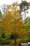 CERCIDIPHYLLUM japonicum C4.5L