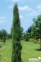 CUPRESSUS sempervirens 'Garda' FF 40/60 C4.5L