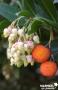 ARBUTUS unedo 'Atlantic' FF C10L