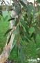 EUCALYPTUS NIPHOPHILA TUT-60/80-C4.5L