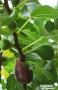 FIGUIER 'Osborn's Prolific' C4.5L