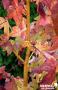 LIQUIDAMBAR styraciflua 'Golden Sun' COV BALIV C4.5L