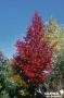 LIQUIDAMBAR styraciflua 'Lane Roberts' BALIV C4.5L