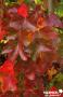 LIQUIDAMBAR styraciflua 'Rotundiloba' BALIV C4.5L