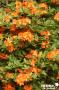 AZALEA 'Glowing Embers' C4.5L