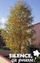 BETULA VERRUCOSA CEP-2-C15L