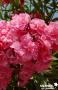 NERIUM oleander Double rose 10/12BR C15L