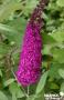BUDDLEJA davidii 'Royal Red' FF C4.5L