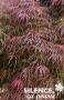 ACER palmatum dissectum 'Garnet' C4.5L