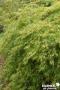 ACER palmatum 'Dissectum' C4.5L