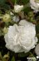 ROSIER 'Blanche Moreau' ANC C6L