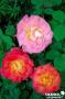 ROSIER 'Jacprima' Festirose® C6L