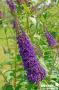 BUDDLEJA davidii 'Empire Blue' FF C10L