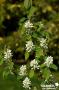 AMELANCHIER alnifolia 'Obelisk' COV C10L