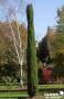 CUPRESSUS SEMPERVIRENS TOTEM 40/60-C4.5L