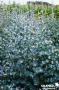 EUCALYPTUS gunnii FF C4.5L