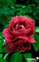 ROSIER 'Baron Girod de l'Ain' ANC C6L