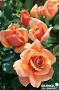 ROSIER 'Jacurnam' Nancy Reagan® C6L