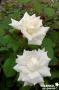 ROSIER 'Jacsegra' Pape Jean Paul II® C6L