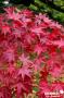 ACER palmatum 'Osakazuki' C10L
