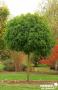 LIQUIDAMBAR styraciflua 'Gum Ball' TG-H180 C25L