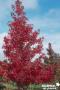 LIQUIDAMBAR styraciflua 'Worplesdon' BALIV C15L