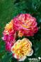 ROSIER 'Chrisgood' Punch® C6L