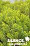 HEBE odora 'New Zealand Gold' FF C2L