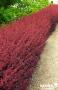 BERBERIS ottawensis 'Auricoma' FF 60/80 C4.5L