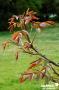NOYER Purpurea FF BALIV C18L