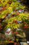 ACER palmatum 'Sango-kaku' C10L