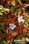 ABELIA grandiflora 'Kaleidoscope' COV C4.5L