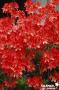AZALEA 'Brazil' C4.5L