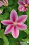 CLEMATIS 'Doctor Ruppel' FF 3TUT C2L