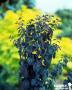 CERCIDIPHYLLUM japonicum 'Rotfuchs' C15L