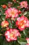 ROSIER Betty Boop® FF C6L