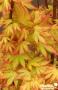 ACER palmatum 'Orange Dream' C4.5L