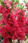 PECHER persica Red Peachy FF TG H40 C10L